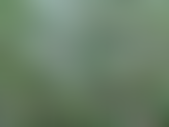 Nurturing Your Lawn: The Preventative Approach to Lawn Care