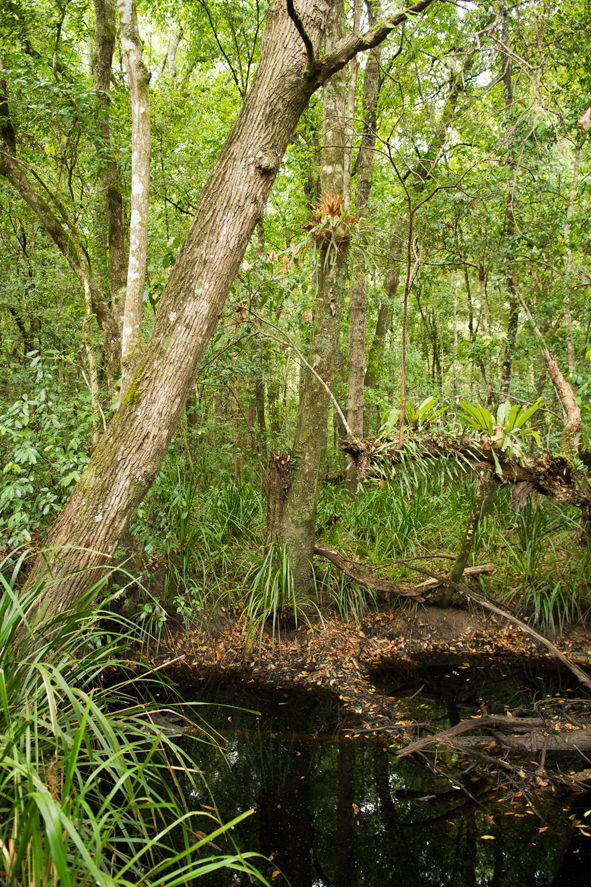The rainforest walk along the creek