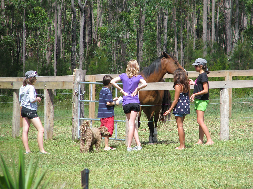 Horse grooming