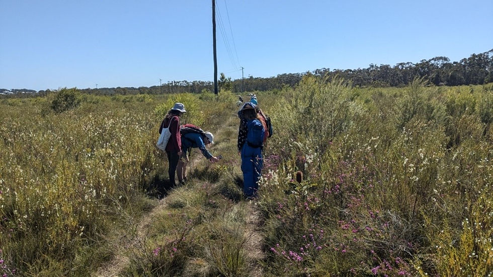 Wildflower Walk - Coolum