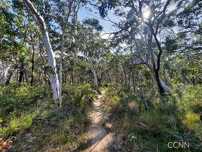 Bush walk havana road_edited.jpg