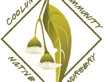 Acmena hemilampra (syn Syzygium hemilamprum) - Broad-leaved Lilly Pilly