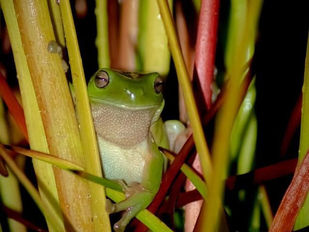 Frog in Philydrum lanuginosum (Frogsmouth)