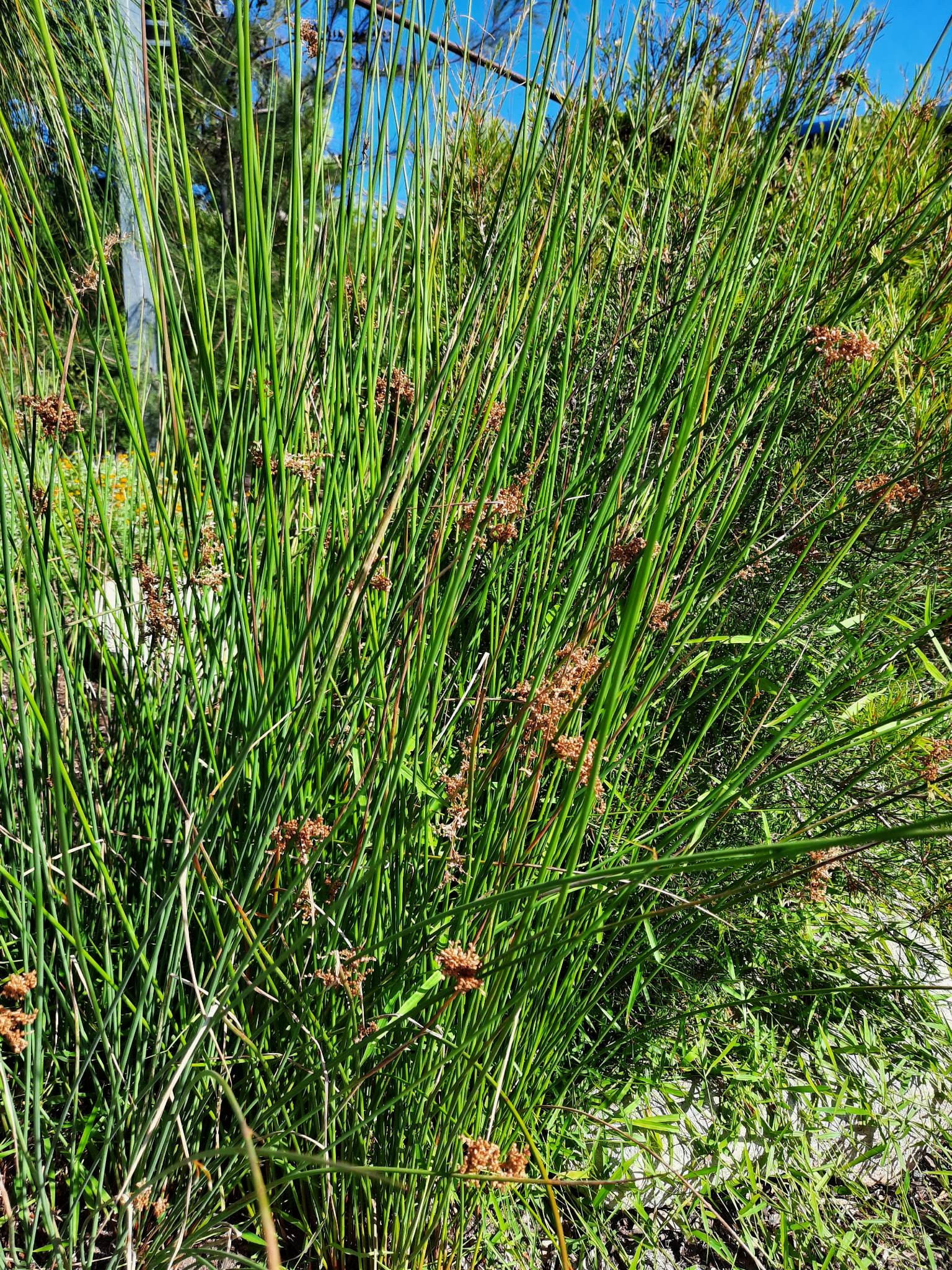 Common Rushes Plan Juncus usitatus - Common Rush | Coolum Community Native Nursery