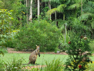 Wallaby in Jan's garden