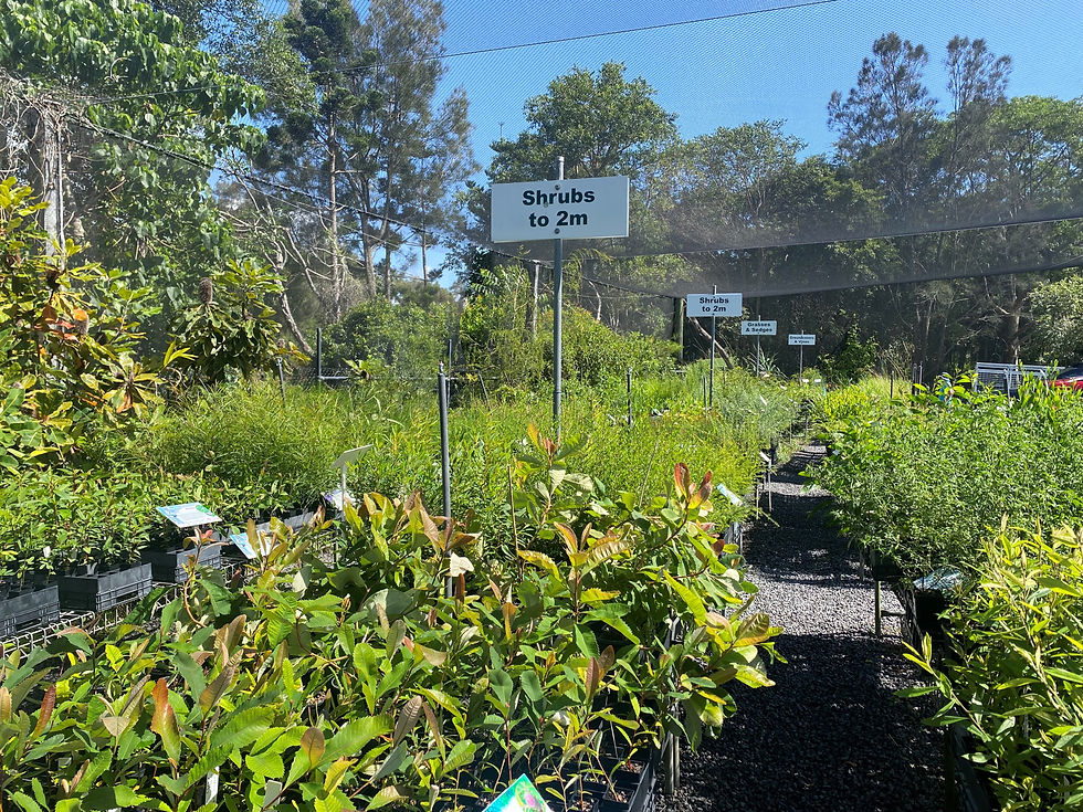 Nursery January 2026