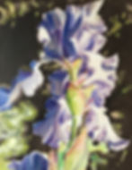 Iris