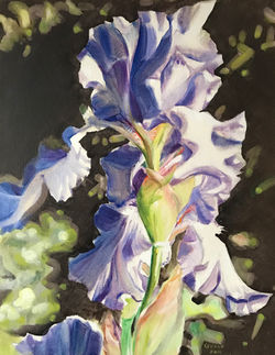 Iris