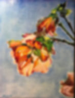 Backlit Orange Abutilon
