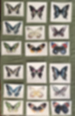 9 Butterflies painted twice