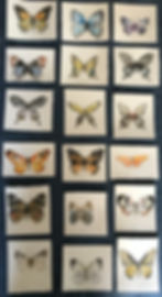 18 butterflies