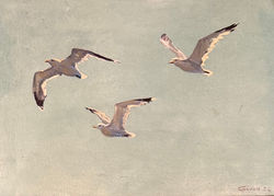 Three seagulls light sky