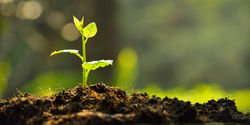 yourstory-telangana-sapling