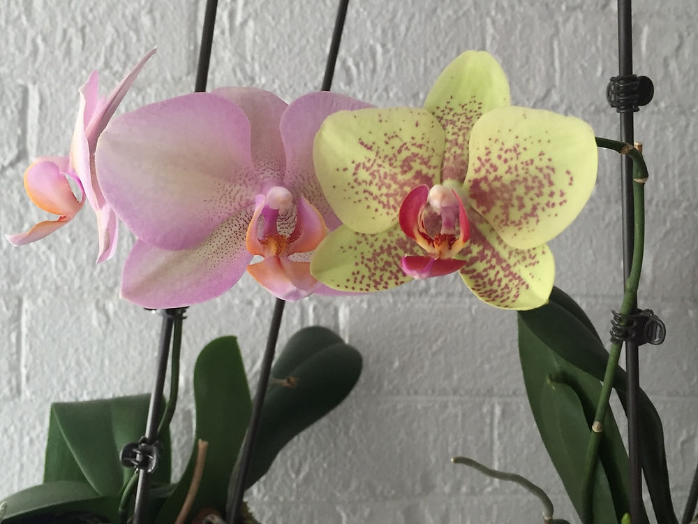 Pink and yellow orchid blooms
