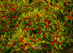 SFH_8608