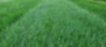 Grass - Shop.jpg