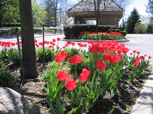 Spring 2007 flowers 007.jpg