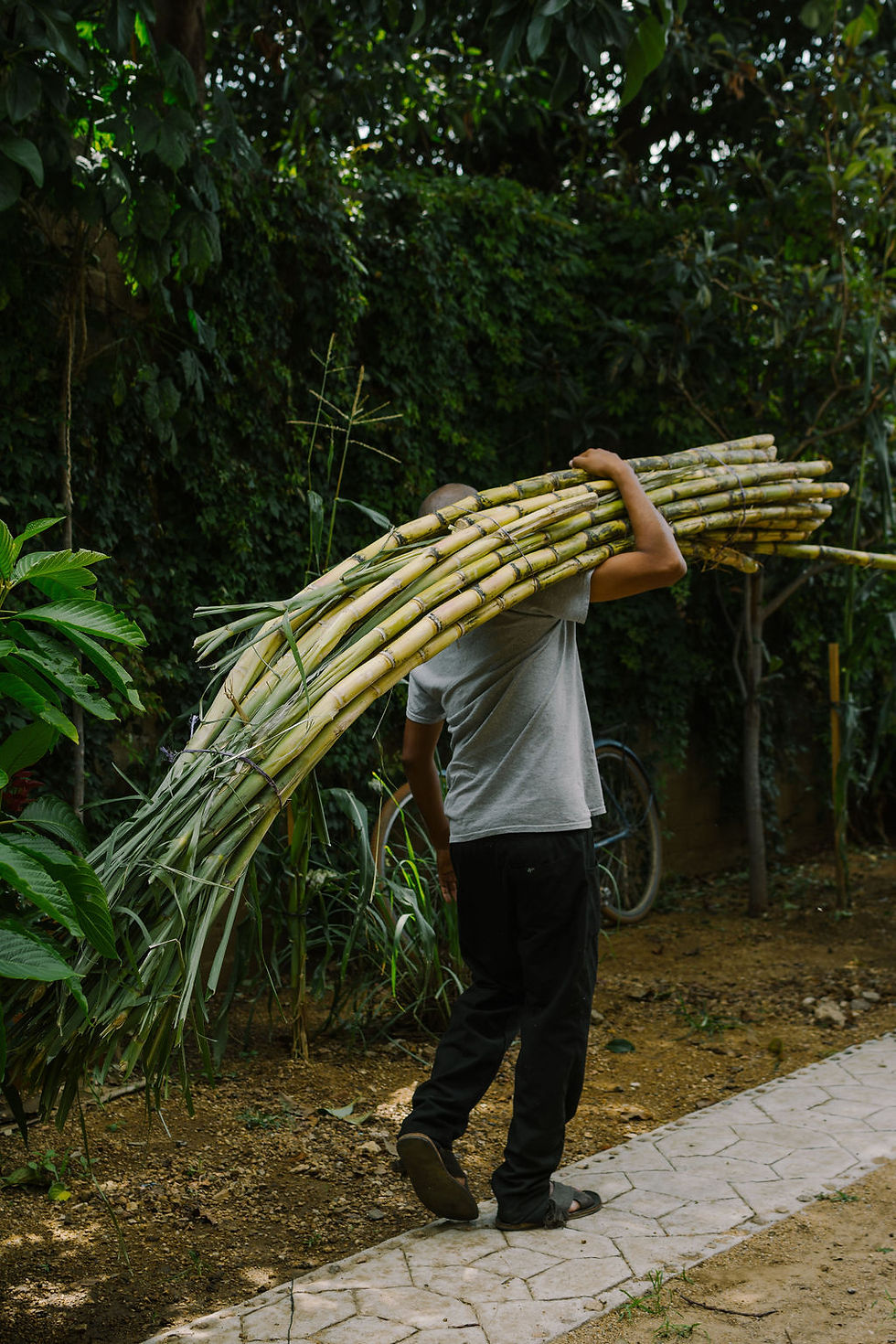 Recolección de Caña Fresca.