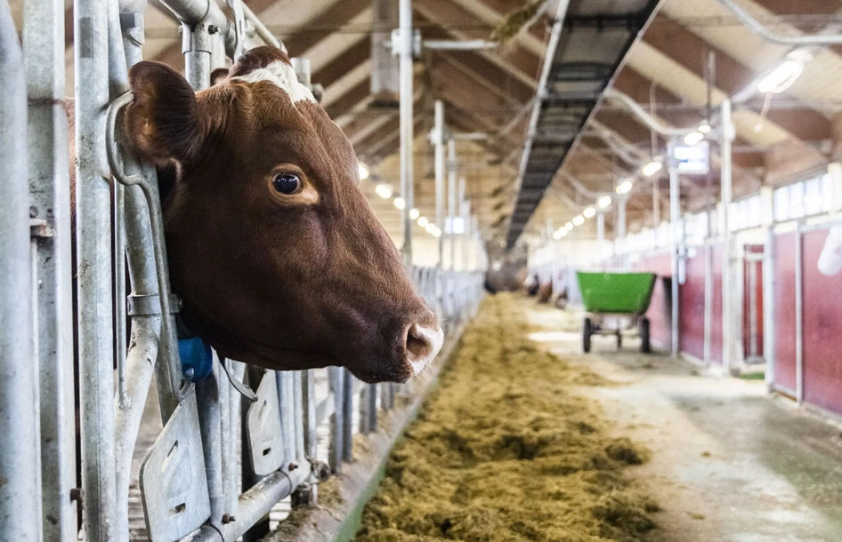Hvem skal betale for bedre dyrevelferd når forbrukerne ikke vil?