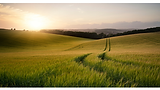 FarmInSync.Field.BG.png