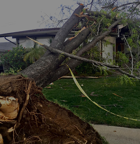Tree Storm Damage