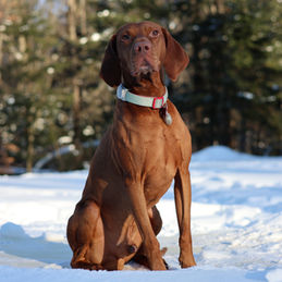 Vizsla attentif en milieu naturel enneigé – élevage familial au Québec