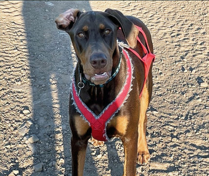 Doberman rouge et feu en harnais rouge marchant en extérieur — Élevage Canin Beaurivage Québec