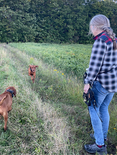Vizsla revenant au rappel vers son humaine lors d’une promenade en nature, chien élevé en milieu familial à l’Élevage Canin Beaurivage à Lévis Québec