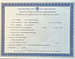 Certificats de santé de Cailloux Doberman — tests officiels et résultats — Élevage Canin Beaurivage