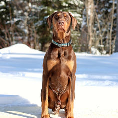 Doberman brun Cailloux en position statique profil – élevage Doberman Québec