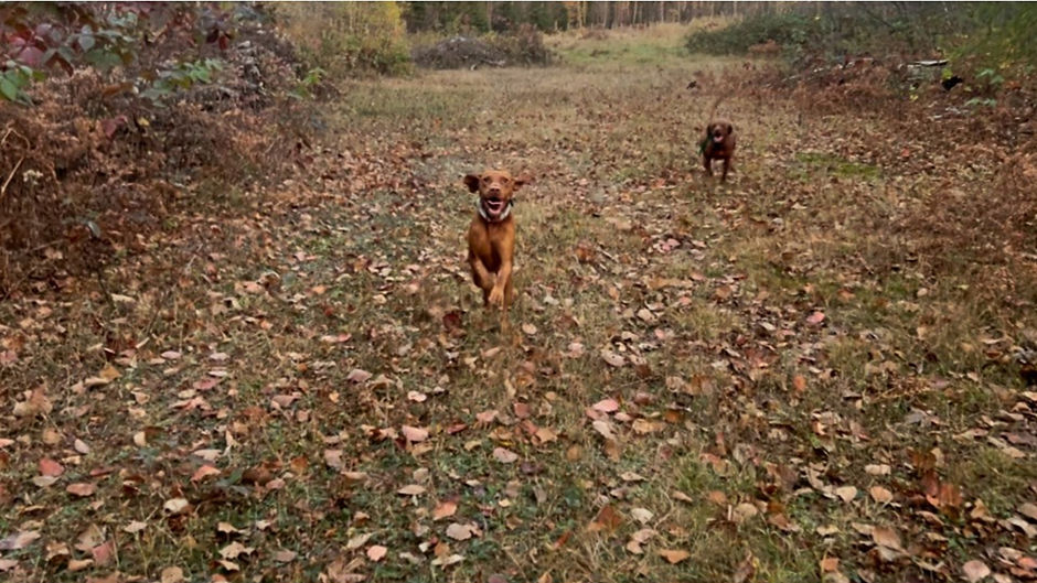 Vizslas courant librement en forêt sur un sentier naturel, chiens actifs élevés en milieu familial à l’Élevage Canin Beaurivage à Lévis Québec