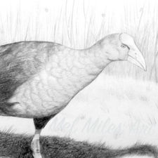 Copy of Swamphen copy_edited.jpg