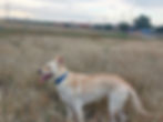Photo of Gator, a white german shepard, in a field of wild grass