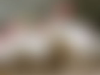 Mentan SYL: Indonesia Sukses Ekspor Ayam Hidup ke Singapura untuk Pertama Kali