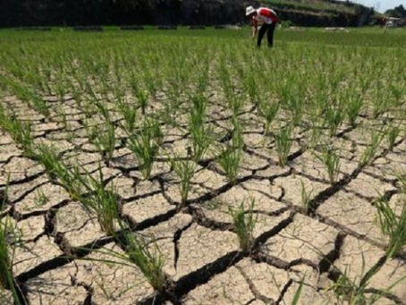 Strategi Mentan SYL Hadapi Musim Kemarau Panjang