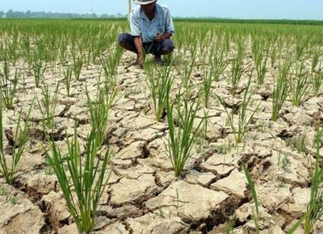 Mentan SYL Minta Daerah Punya Sense of Crisis Seperti Pusat