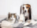 Doggo_2.jpg