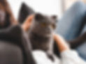Cat_1.jpg
