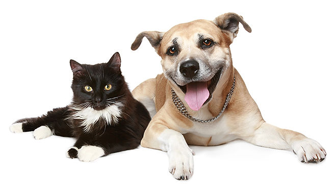 Dog_Cat_1_low.jpg