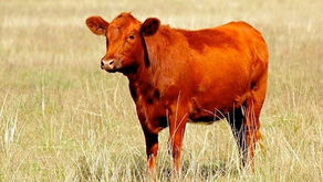 ¿Qué importancia tiene la vaca roja?