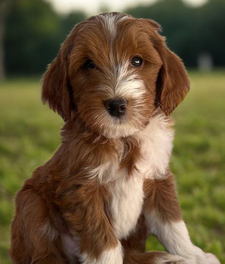 Untitled design (11)_edited.jpg