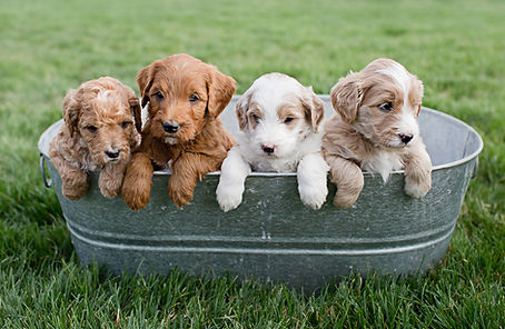 golden doodle puppy, colorado breeder, selah springs puppies