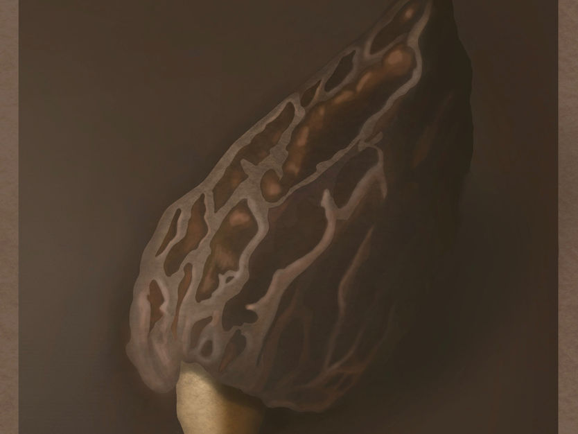 Reconciliation Week Fundraising Print