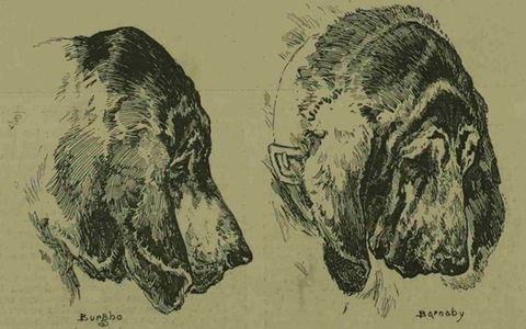 First Bloodhounds Used to Find a Serial Killer