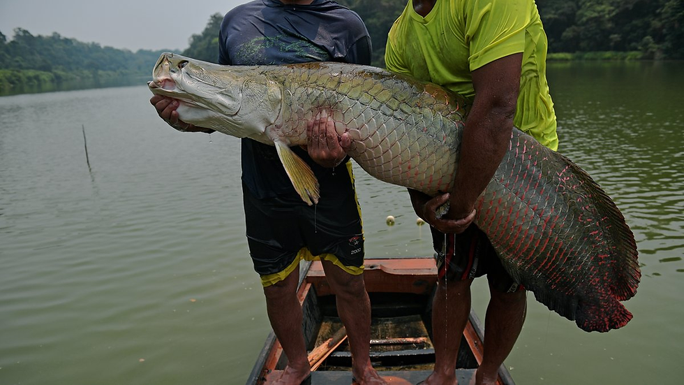 #pêche #amazonie #fishingtrip #arapaimagigas #tucunare #carnassier