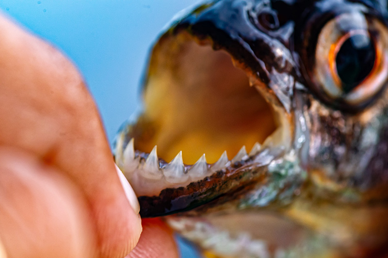 #pêche #amazonie #fishingtrip #arapaimagigas #tucunare #carnassier