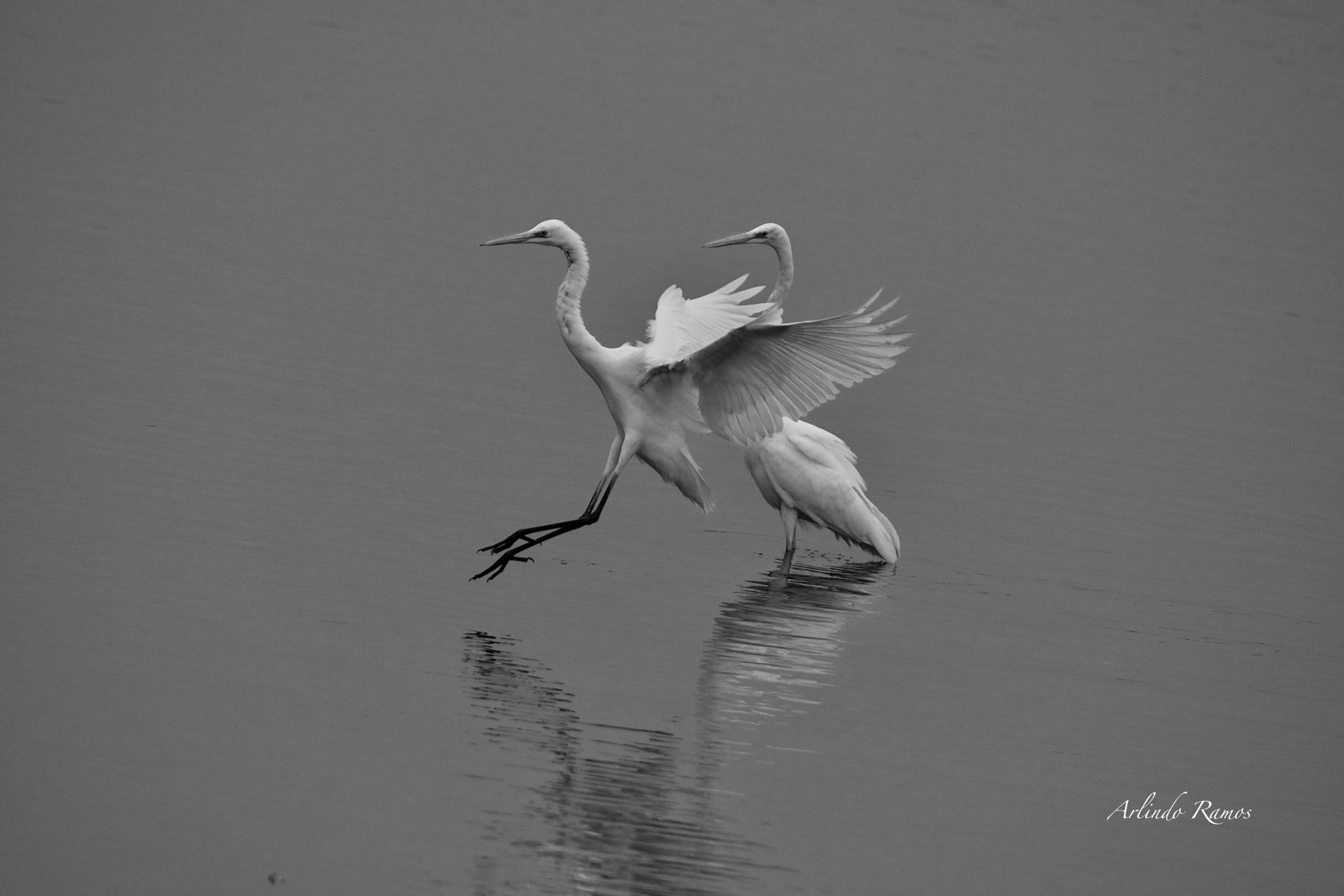 Aigrette3 édition limités à 30 Exemplaires Impression Textile sur châssis