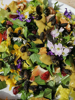 Salade sauvage de saison