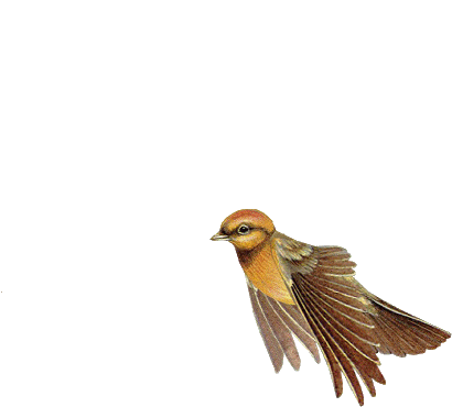 oiseaux 2 gif.gif