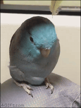 oiseau_toui_animé.gif